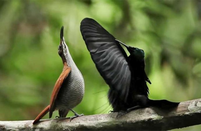 Evolved illusion—blackest black gives bird of paradise an edge