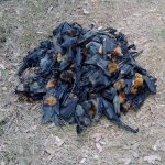 Hundreds of ‘Boiled’ Bats Fall from Sky in Australian Heat Wave