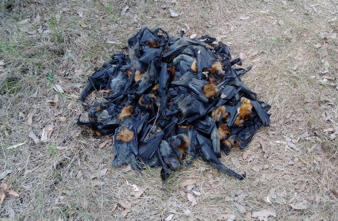 Hundreds of ‘Boiled’ Bats Fall from Sky in Australian Heat Wave