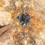 Ingredients for life revealed in meteorites that fell to Earth