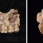 Israeli Archaeologists Find Oldest Human Remains Out of Africa, From Nearly 200,000 Years Ago