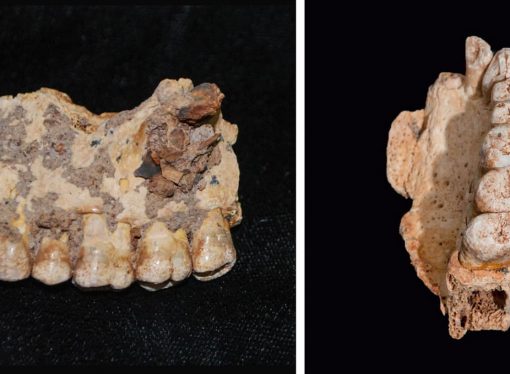 Israeli Archaeologists Find Oldest Human Remains Out of Africa, From Nearly 200,000 Years Ago