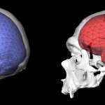 The Evolution of Round Brains Ushered in the ‘Human Revolution’