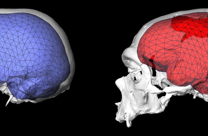 The Evolution of Round Brains Ushered in the ‘Human Revolution’
