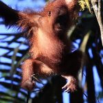 ‘100,000 orangutans’ killed in 16 years