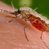 Burkina Faso Set for Risky GM Mosquitoes Trial with ‘No Benefits’