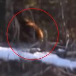 Shock video of ‘Bigfoot’ roaming in Canadian wilderness sparks claims mysterious beast is REAL