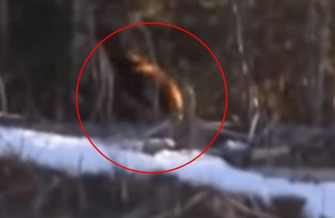 Shock video of ‘Bigfoot’ roaming in Canadian wilderness sparks claims mysterious beast is REAL