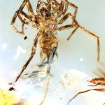 Spider-like Creature With a Scorpion’s Tail Found Trapped in Amber