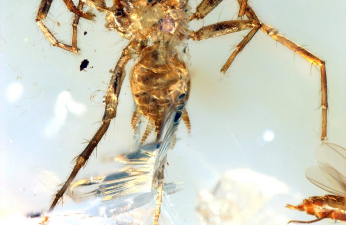 Spider-like Creature With a Scorpion’s Tail Found Trapped in Amber