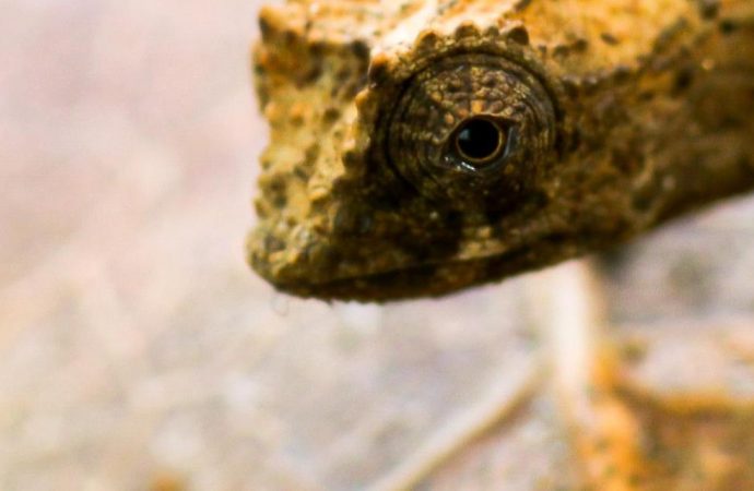 The Chameleon the size of an Ant