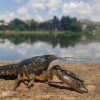 This Mutant Crayfish Clones Itself, and It’s Taking Over Europe