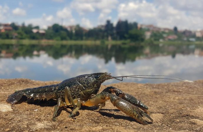 This Mutant Crayfish Clones Itself, and It’s Taking Over Europe