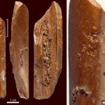 Archaeologists Unearth 115,000-Year-Old Bone Tools in China