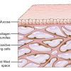 Interstitium: New organ discovered in human body after it was previously missed by scientists