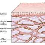 Interstitium: New organ discovered in human body after it was previously missed by scientists