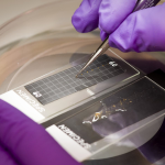 Rooting for Answers: Simulating G-Force to Test Plant Gravity Perception in Mustard Seedlings