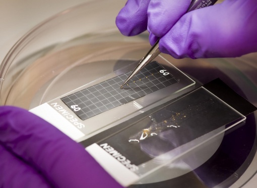 Rooting for Answers: Simulating G-Force to Test Plant Gravity Perception in Mustard Seedlings