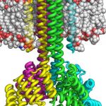 Scientists create complex transmembrane proteins from scratch
