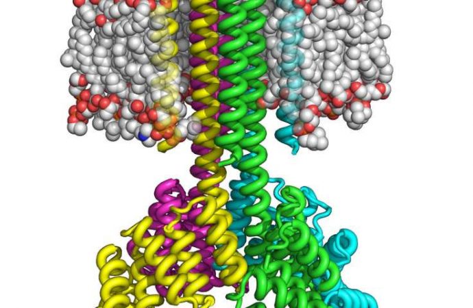 Scientists create complex transmembrane proteins from scratch