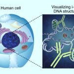 Researchers Find New DNA Structure in Living Human Cells