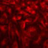 Researchers find new way to stimulate cellular recycling process