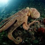 Science news: Octopuses came to Earth from space as frozen eggs millions of years ago