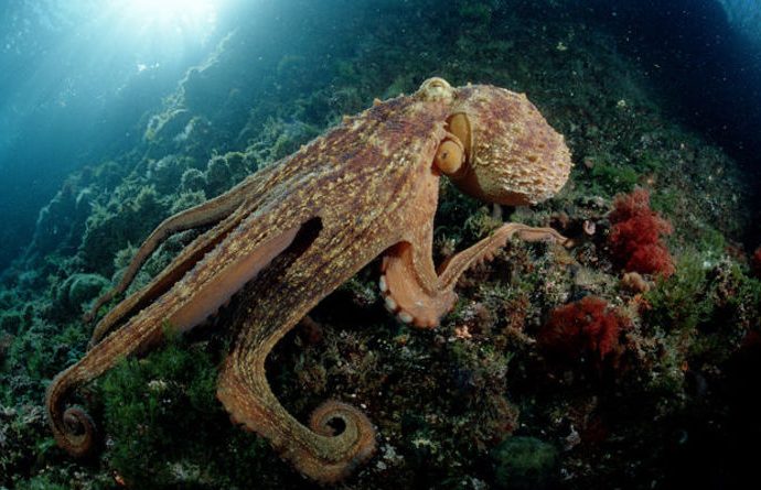 Science news: Octopuses came to Earth from space as frozen eggs millions of years ago