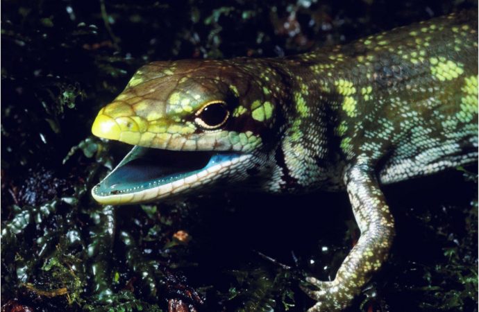 We Still Don’t Know Why These Lizards Have Lime-Green Blood