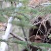 Alberta man part of California lawsuit to prove sasquatch is real: ‘We can’t lose’