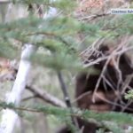 Alberta man part of California lawsuit to prove sasquatch is real: ‘We can’t lose’