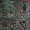 Bigfoot sighting in Utah?