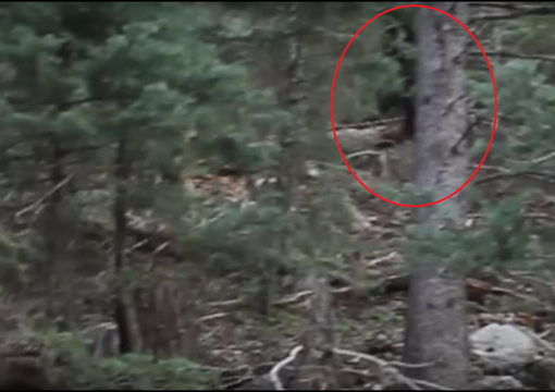 Bigfoot sighting in Utah?