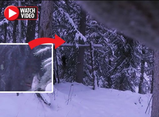 Bigfoot spotted? Bloke left TERRIFIED after discovering ape-like creature roaming forest