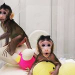 Chinese scientists clone monkeys, break barrier to human cloning