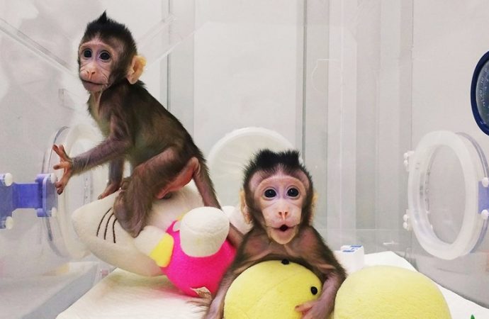 Chinese scientists clone monkeys, break barrier to human cloning