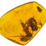 Prehistoric frogs in amber surface after 99 million years