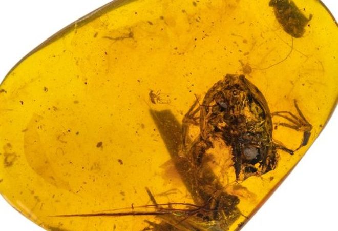 Prehistoric frogs in amber surface after 99 million years