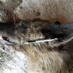 Strange ‘wolf-like’ creature shot in Montana, leaves wildlife experts baffled