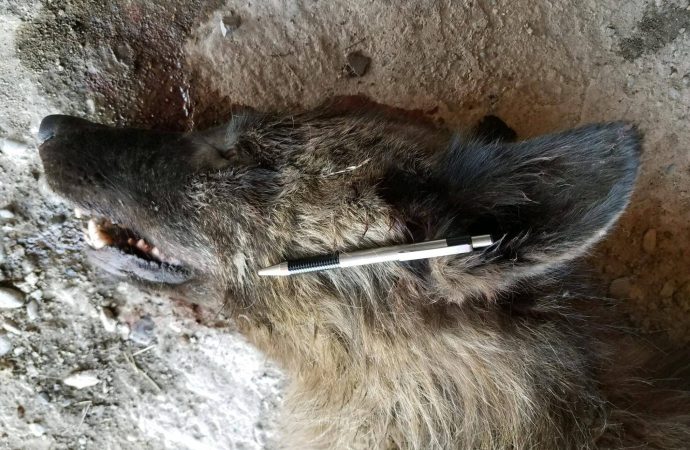 Strange ‘wolf-like’ creature shot in Montana, leaves wildlife experts baffled