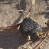 Fragment of impacting asteroid recovered in Botswana