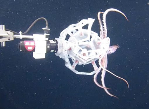 New ‘Poké Ball’ robot catches deep-sea critters without harming them