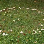 Do you dare enter a fairy ring? The mythical mushroom portals of the supernatural