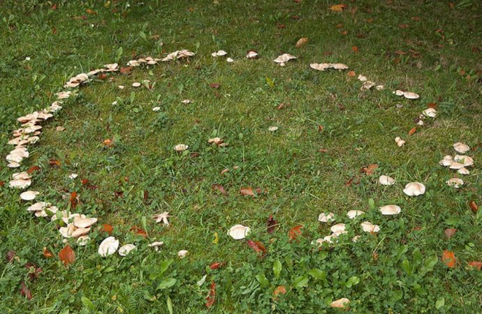 Do you dare enter a fairy ring? The mythical mushroom portals of the supernatural