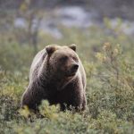 Extinct Cave Bear DNA Found in Living Bears