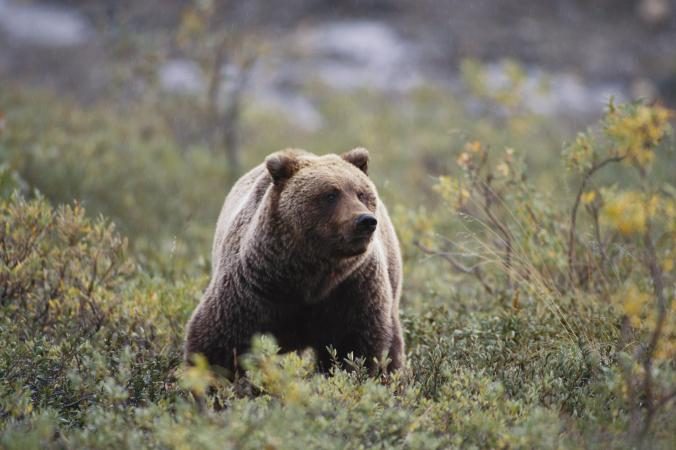 Extinct Cave Bear DNA Found in Living Bears