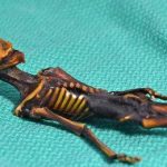 Faulty science and ethics cited in DNA analyzes of Atacama mummy