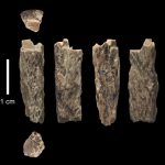 Genetic Study May Reveal Hominin Interactions