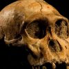 Genetic error led humans to evolve bigger, but more vulnerable, brains