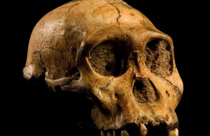 Genetic error led humans to evolve bigger, but more vulnerable, brains